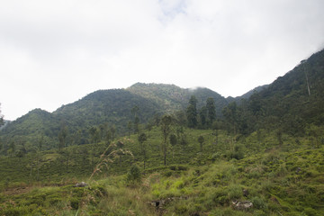 Obraz premium Landscape in the highlands of Sri Lanka.