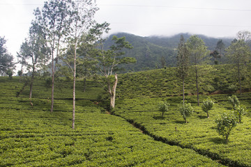 Fototapeta na wymiar Landscape in the highlands of Sri Lanka.