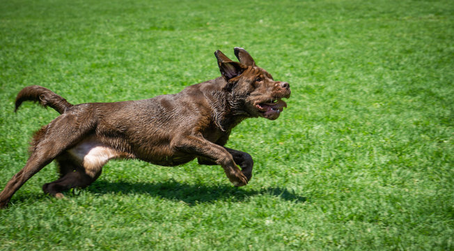 Labrador chocolate corriendo y jugando en c&eacute;sped