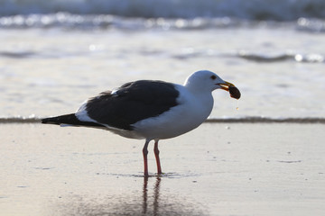 SeaGull Caught A Sand Crab
