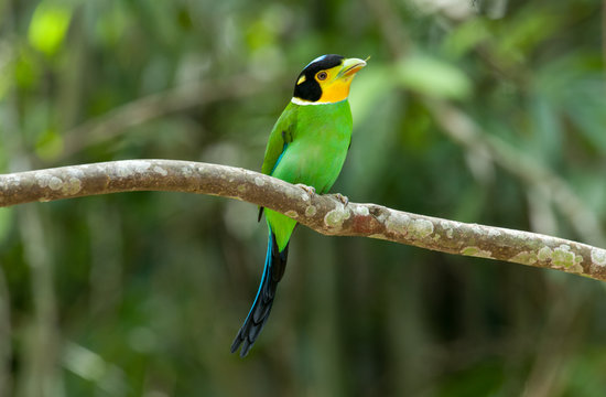 Long-tailed Broadbill  