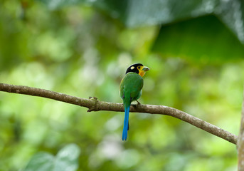 Long-tailed Broadbill  