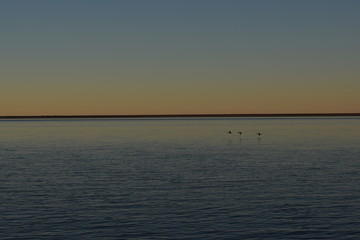 Three ducks flying over the sea at sunset