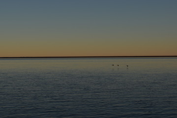 Obraz premium Three ducks flying over the sea at sunset