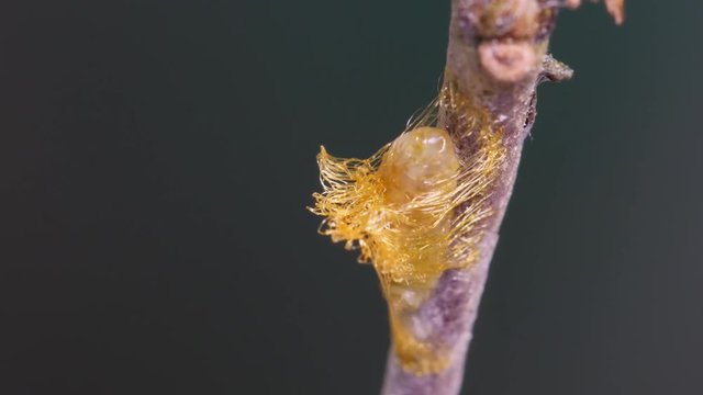 Time lapse of a parasitic wasp larva spinning a cocoon