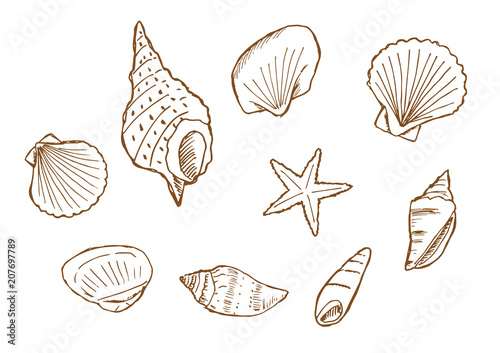 動物の画像について 最高の貝殻 イラスト 手書き