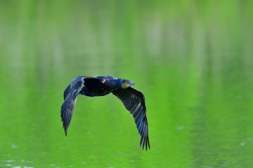 優雅に飛ぶカワウ