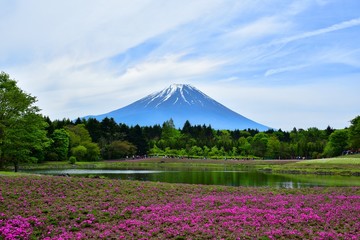 満開の芝桜と富士山