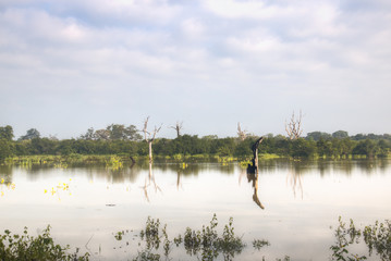 Landscape in Udawalawe, Sri Lanka.