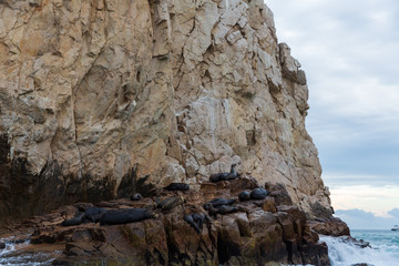 Sea lions near the arch in Cabo San Lucas