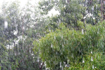 abstract Rain on tree background.