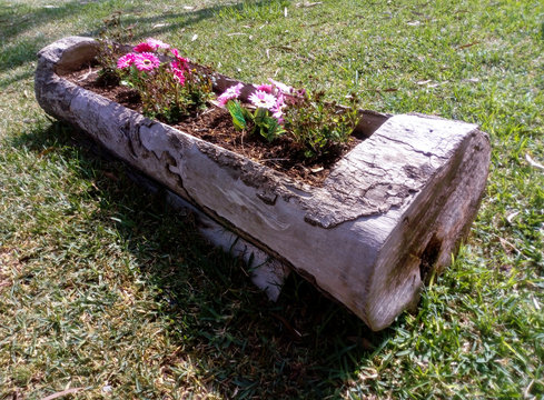 tronco de madera utilizado como maceta para flores