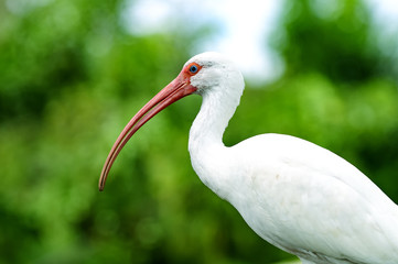 Ibis