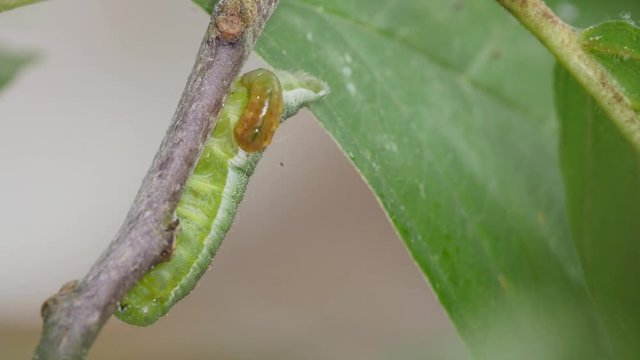 Time lapse of a parasite emerging from a caterpillar