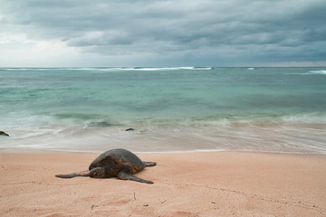 An endangered Hawaiian green sea turtle resting on a beach on Oahu with motion blurred waves and a stormy sky.