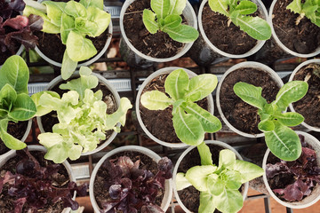 growing lettuce in used plastic cups, reuse recycle eco concept