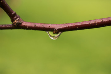 a drop of water on a red  branch