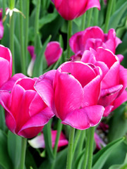 Obraz premium Macro on bright pink tulips in bloom during spring time