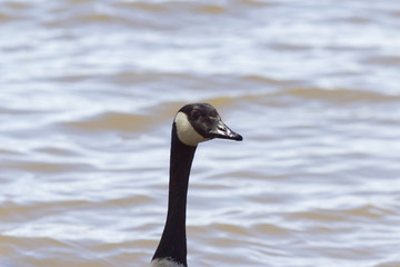 Head of a goose with water in the background