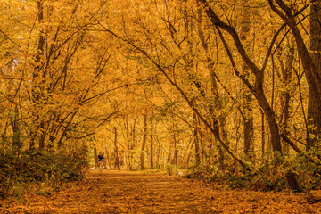 Fototapeta premium Autumn Ride