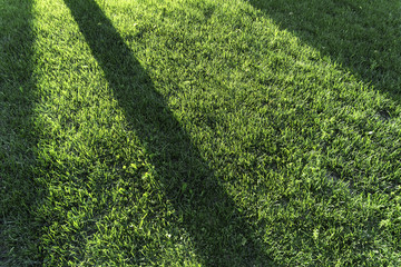 shadow from tree trunk on green grass