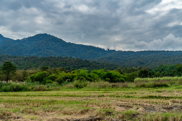Paddy filed in Thailand