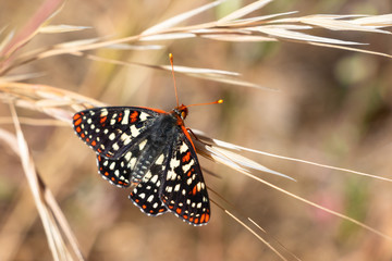 Checkerspot butterfly in Los Padres National Forest