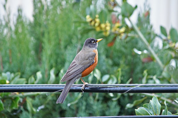 Myna soaking herself in rain