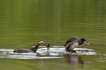 Nesting Red-necked Grebes (Podiceps grisegena)