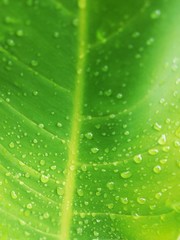 Fototapeta na wymiar Rainfall on the green leaf is very heavy.
