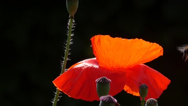 Slow motion of a bumblebee landing on a poppy blossom