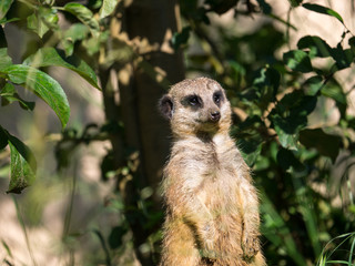 Suricate