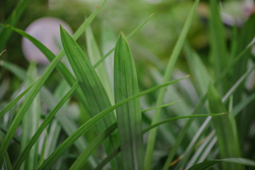 abstract, Green leaf pattern nature dark green background.