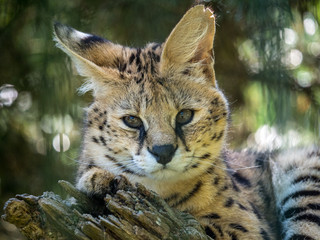 Serval