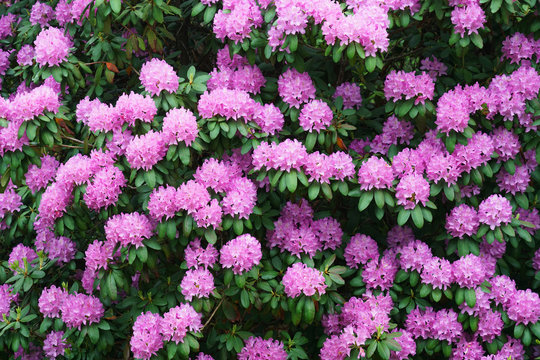 pink Rhododendron blooming in spring
