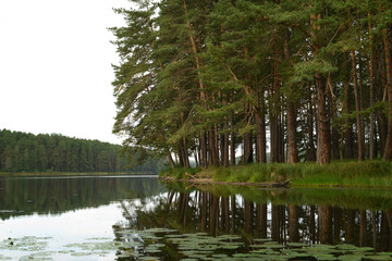 forest  nature landscape river summer