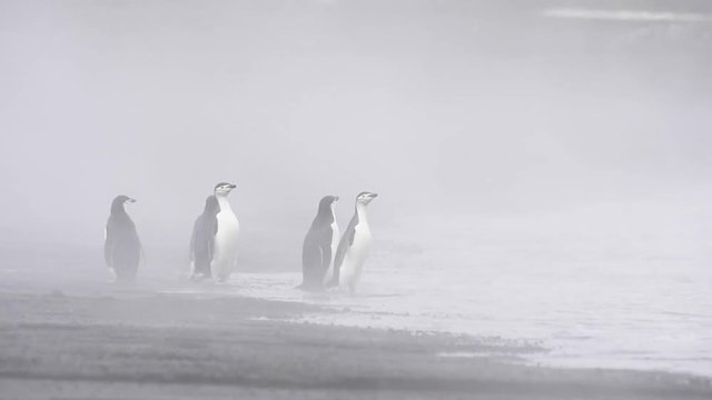 Chinstrap Penguins on the beach