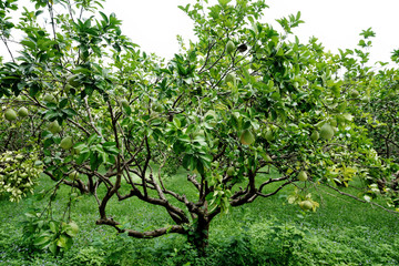Pomelo hanging on the tree. 