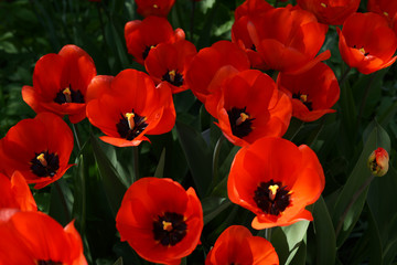 tulip red  flower nature garden