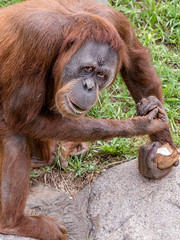 Close portrait of Sumatran orangutan