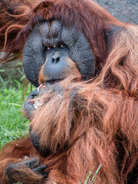 Close portrait of Sumatran orangutan