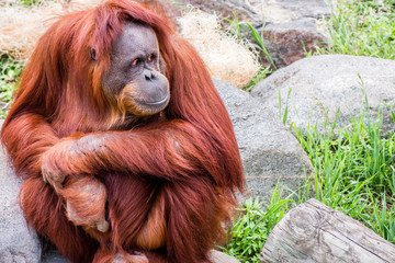Close portrait of Sumatran orangutan