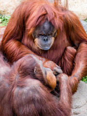 Close portrait of Sumatran orangutan