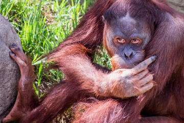 Fototapeta premium Close portrait of Sumatran orangutan