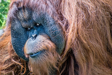 Close portrait of Sumatran orangutan © Yan