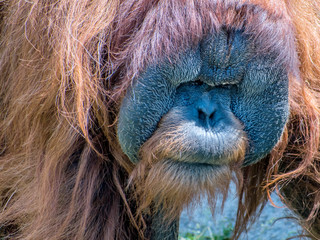 Close portrait of Sumatran orangutan © Yan