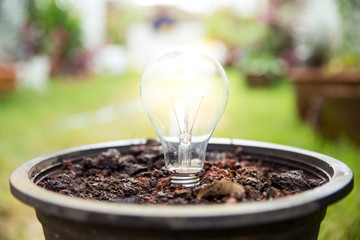 Energy saving light bulb light bulb growing in soil concept.