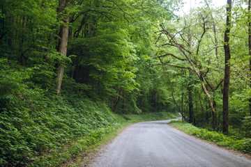Fototapeta na wymiar Beautiful forest with a road