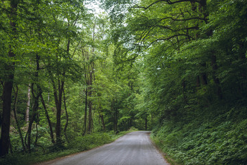 Beautiful forest with a road