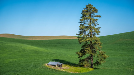 Lone tree and shack in The Palouse: close-up
